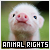 animal rights fanlisting baby pig badge