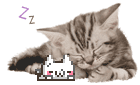 a sleeping cat with a sleeping Nuko